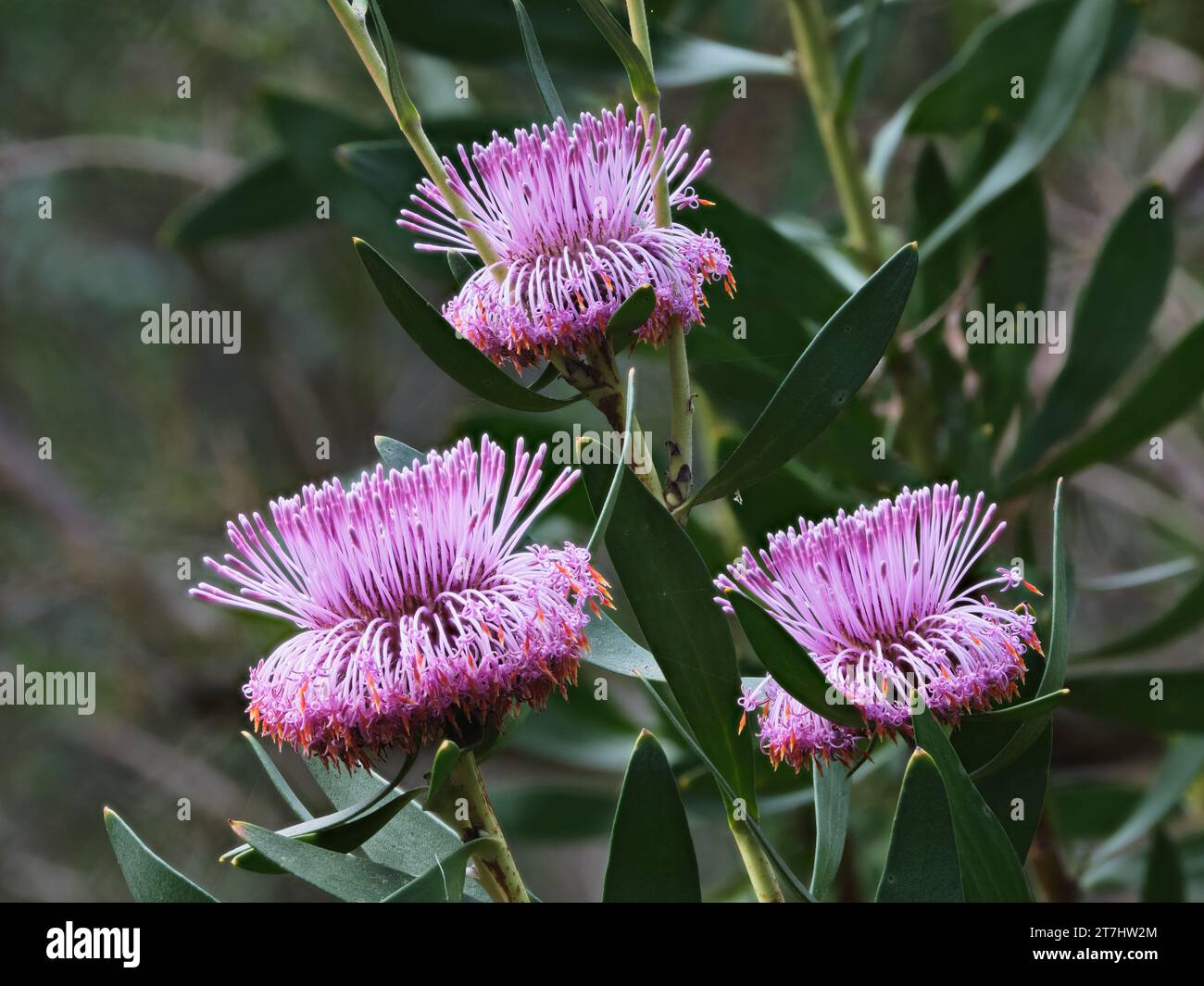 Isopogon tre Foto Stock