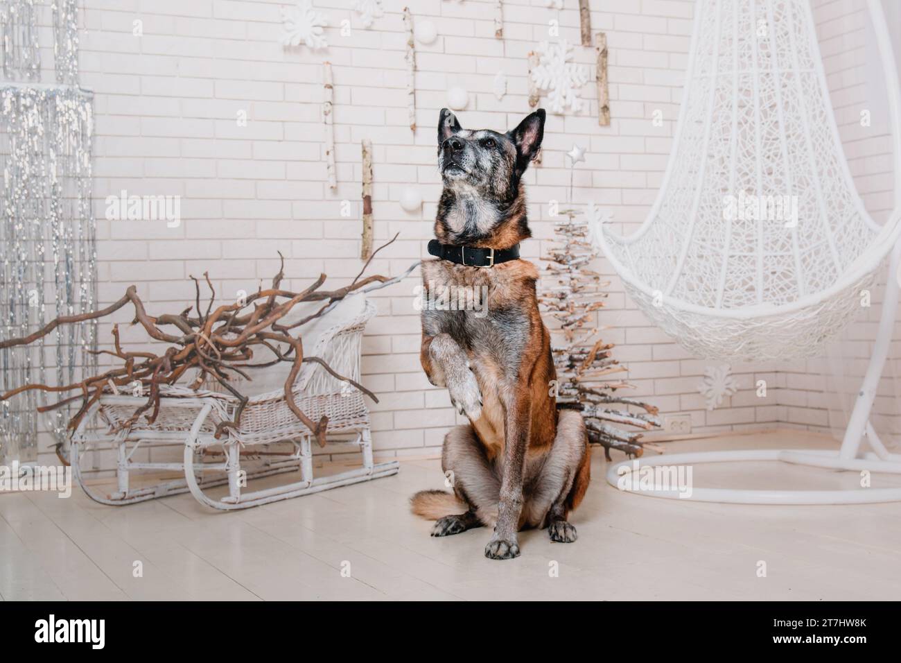 Razza di cane malinois pastore belga. Felice anno nuovo, festività natalizie e festeggiamenti Foto Stock