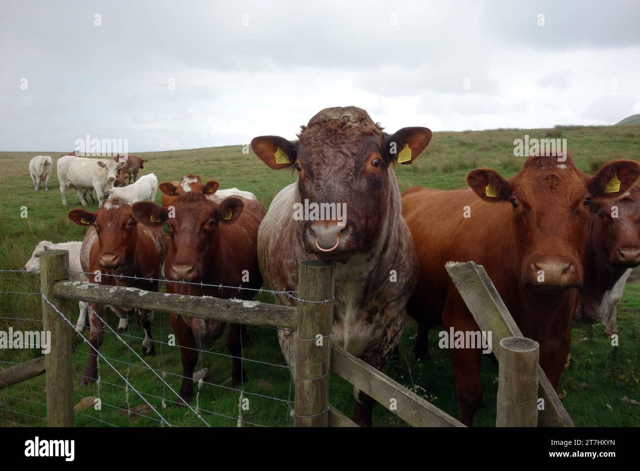 Toro con ruscelli con mucche e vitelli bianchi e marroni nel Path vicino al villaggio di Thornton Rust a Wensleydale, Yorkshire Dales National Park, Inghilterra. Foto Stock