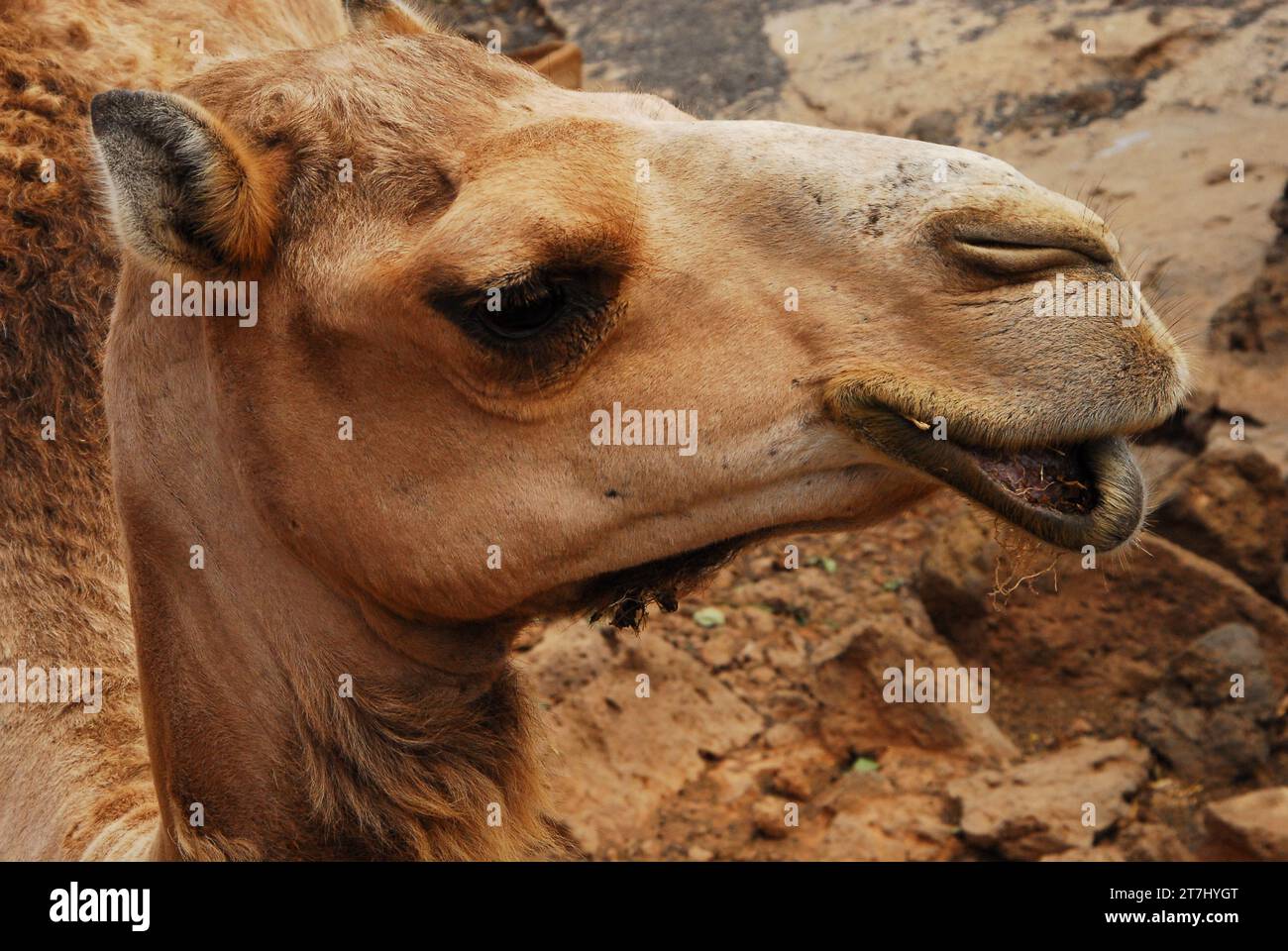 Lanzarote cammello. primo piano della testa di un cammello. dromedario brown Foto Stock