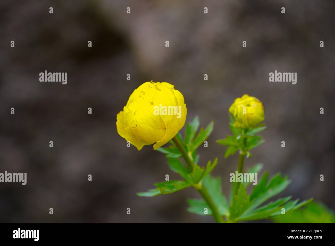 Fiore del globo. Primo piano dell'impianto di fioritura. Trollius europaeus. Foto Stock