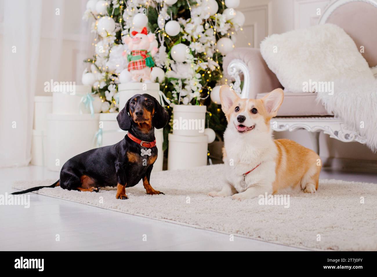 Felice anno nuovo, festività natalizie e festeggiamenti. Cane vicino all'albero di Natale. Foto Stock