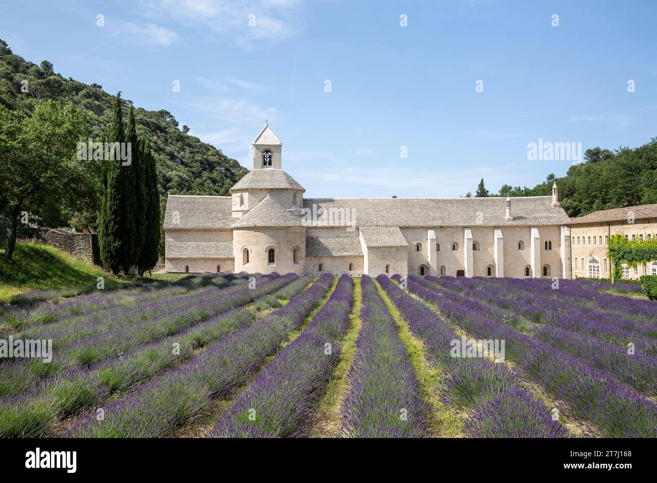 Campi di lavanda di fronte a Notre-Dame de Sénanque, un monastero dell'ordine cistercense nel comune di Gordes nel dipartimento di Vaucluse Foto Stock