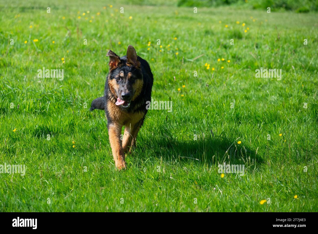 Giovane pastore tedesco che corre in un campo con il sole di metà estate. Foto Stock