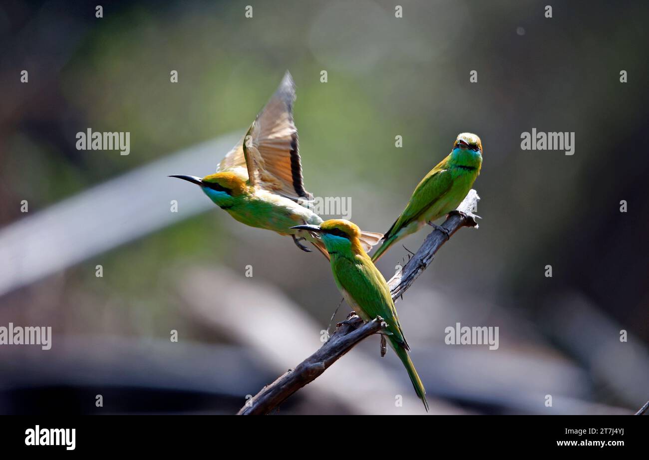 Mangiano api verdi asiatiche che cacciano insetti Foto Stock