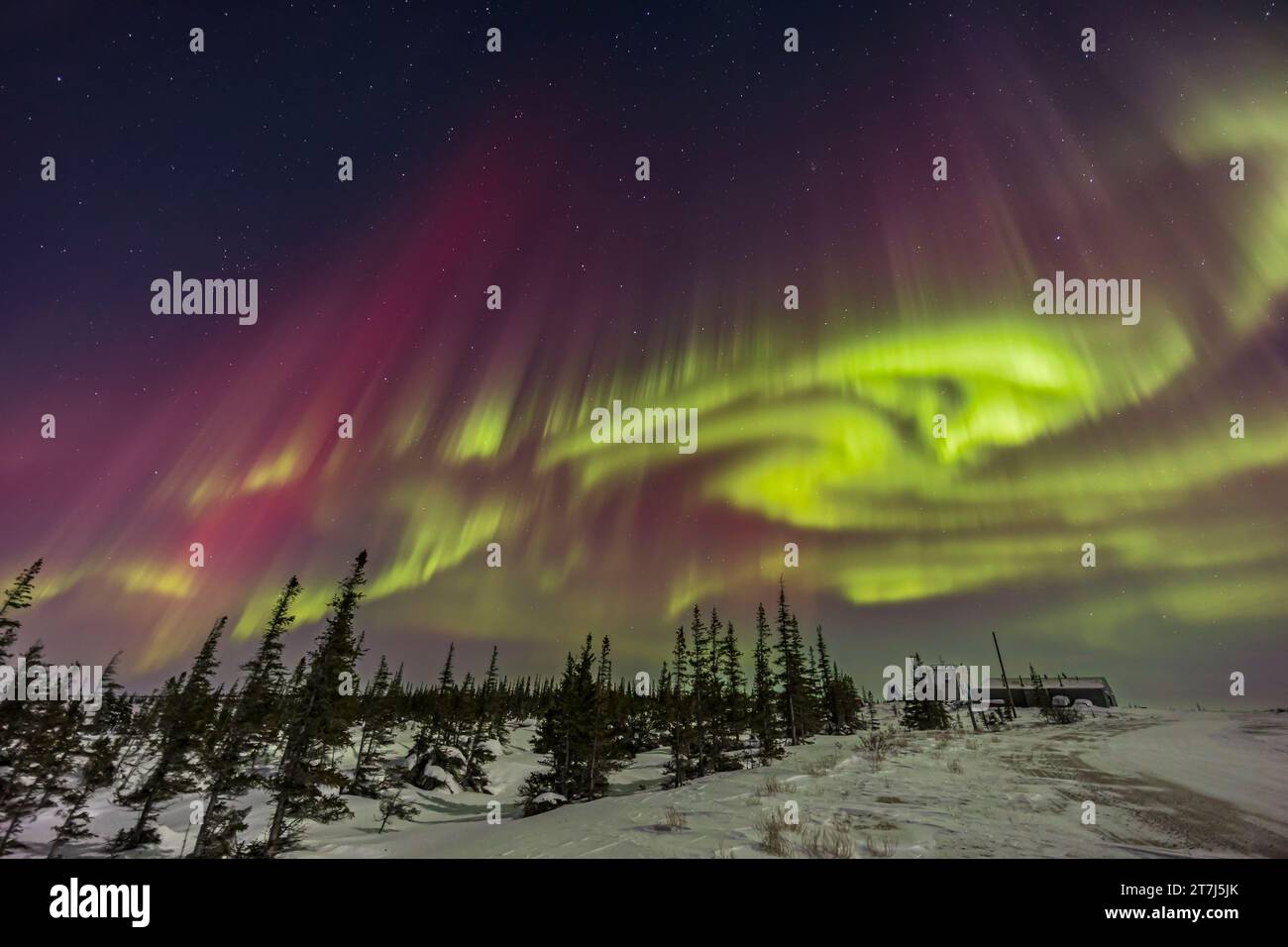 Colorate tende auricolari che presentano strutture verticali e raggi molto fini, e un mix di toni rosso e magenta, oltre ai soliti green di ossigeno. T Foto Stock