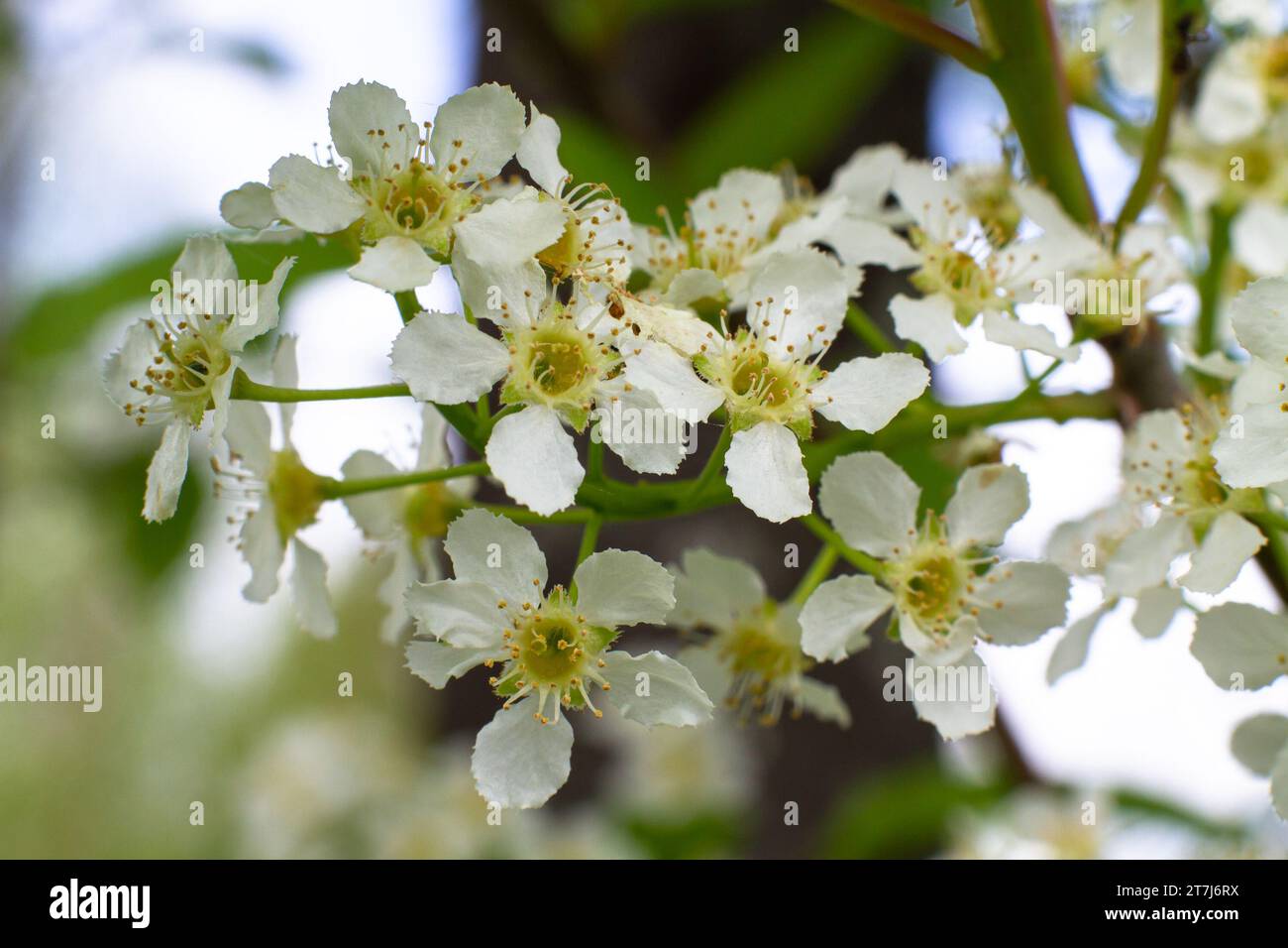 fiori bianchi di ciliegio e uccello fioriti sull'albero in primavera Foto Stock