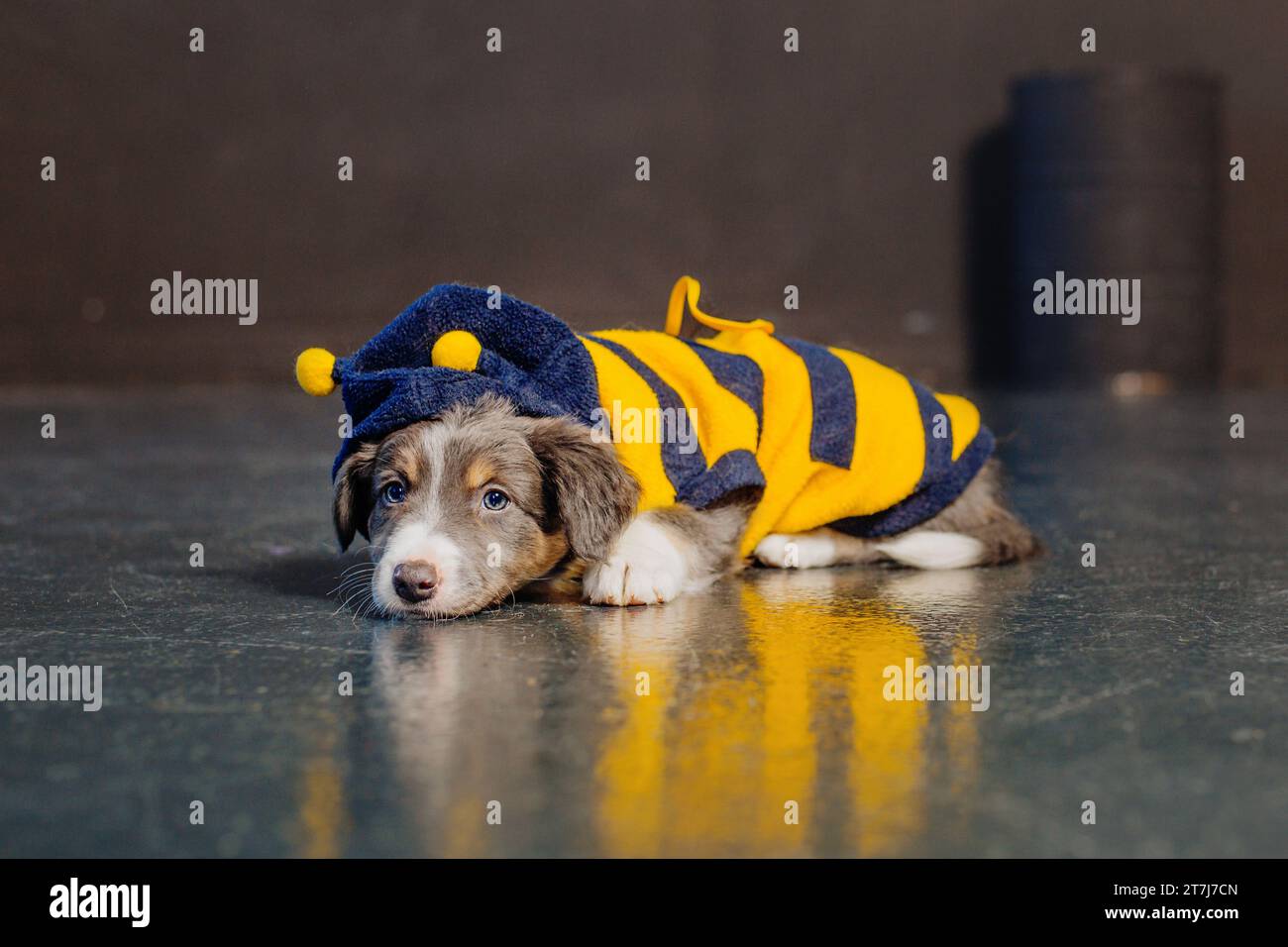 Border Collie Puppy vestito da ape. Costume da cane. Divertente festa Foto Stock