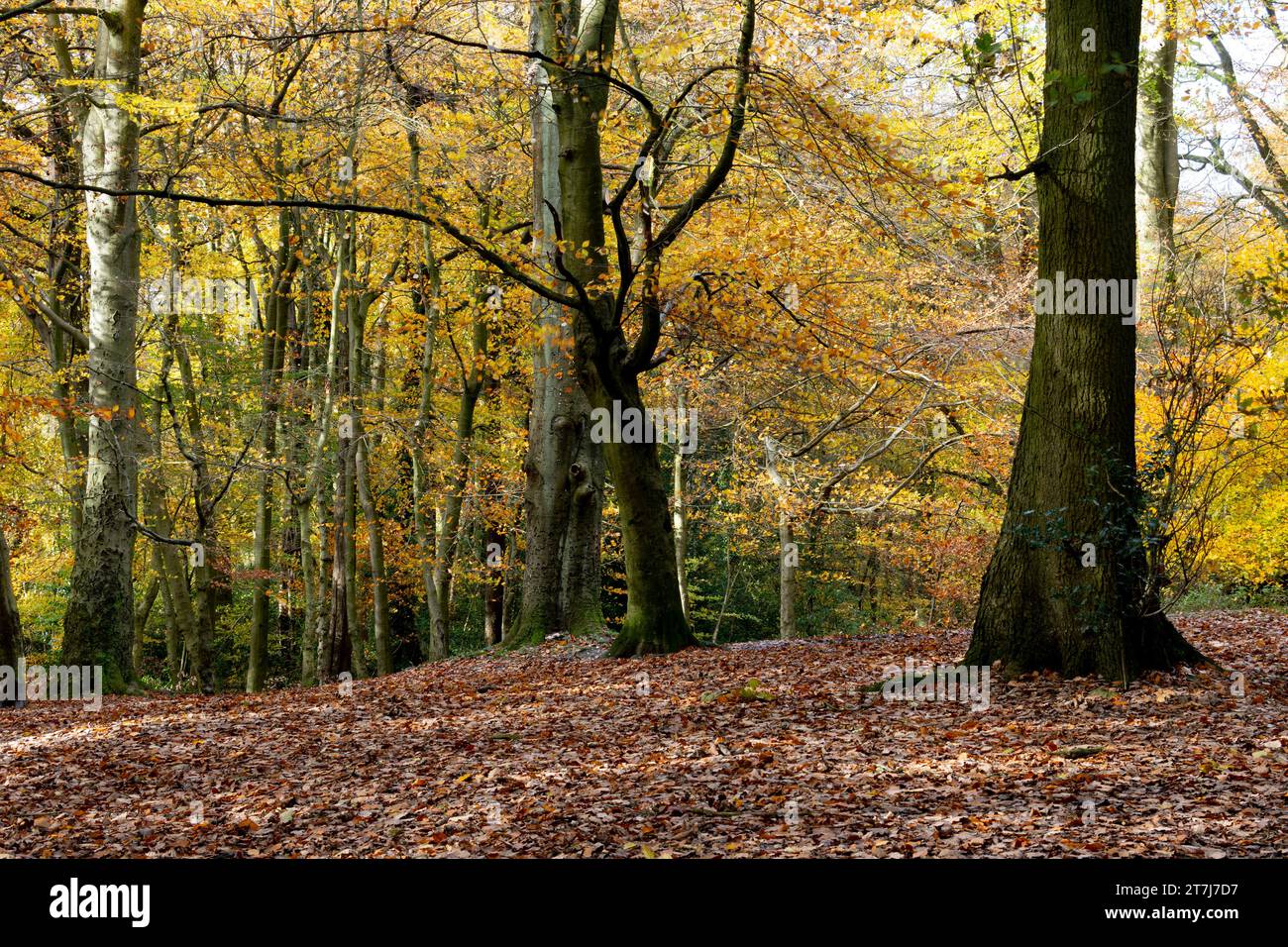 Warley Woods in autunno, Bearwood, Birmingham, West Midlands, Inghilterra, REGNO UNITO Foto Stock