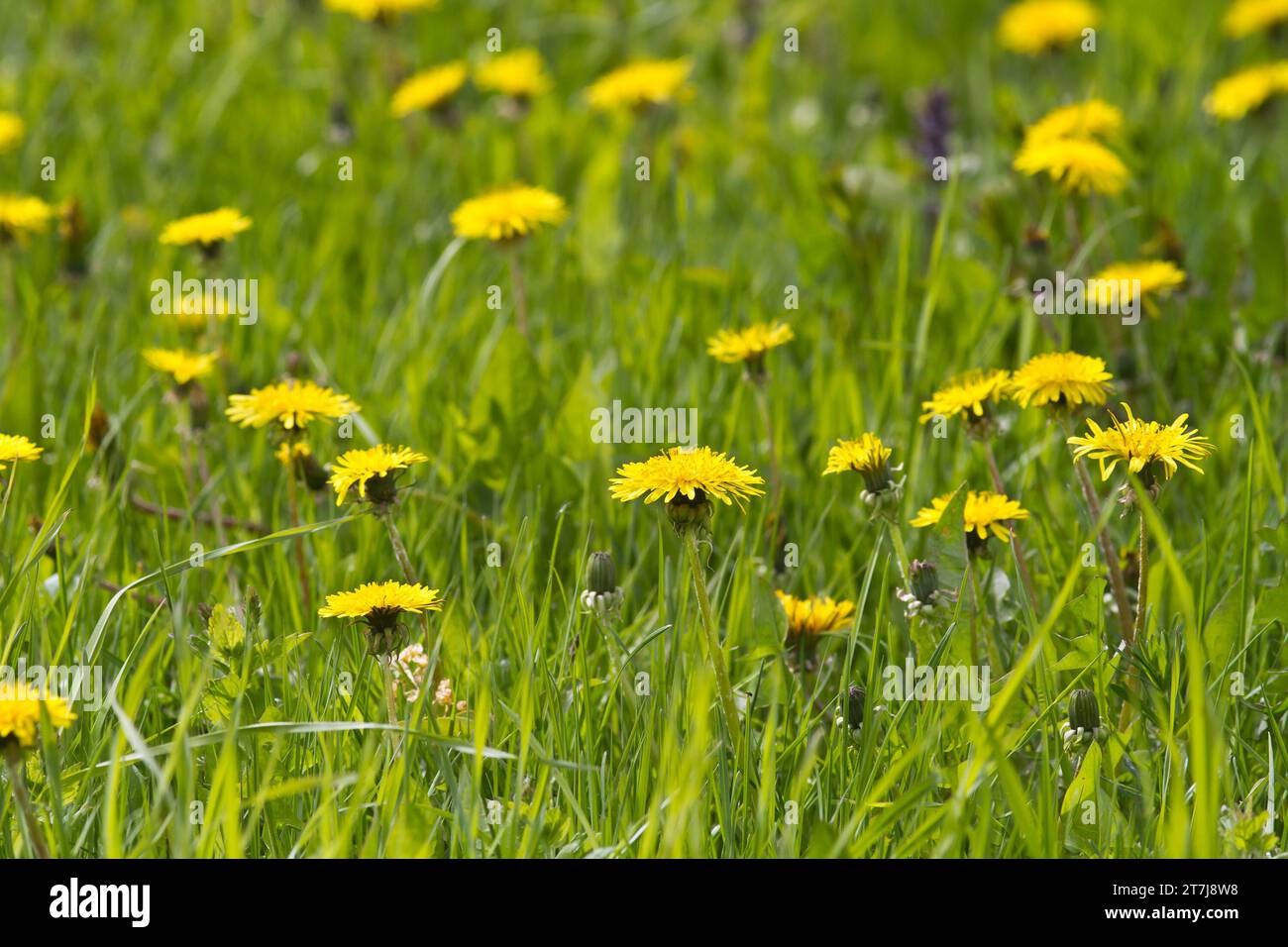su un prato verde in un giorno primaverile fiorirono fiori di tarassio giallo Foto Stock