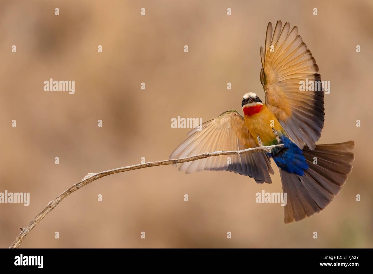 Un paio di Bea-Eaters con la faccia bianca che stanno per godersi una piccola mosca che è stata appena catturata Foto Stock