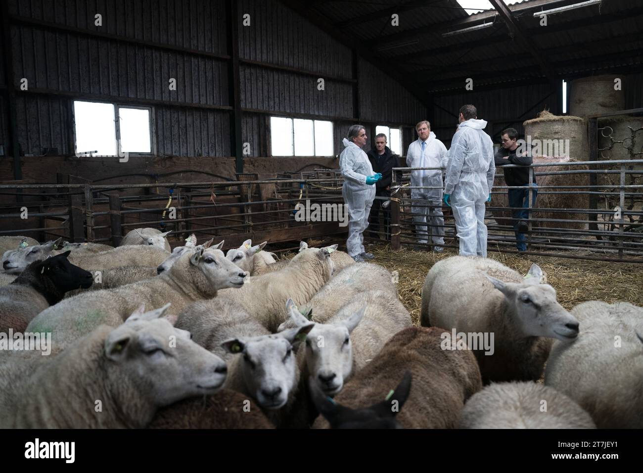 STOLWIJK - Re Willem-Alexander, insieme al Ministro uscente Piet Adema (Agricoltura, natura e qualità alimentare), visita un allevatore colpito dal virus della febbre catarrale degli ovini. Le aziende sono infettate dal virus della febbre catarrale degli ovini ogni giorno. ANP JEROEN JUMELET netherlands Out - belgium Out Foto Stock