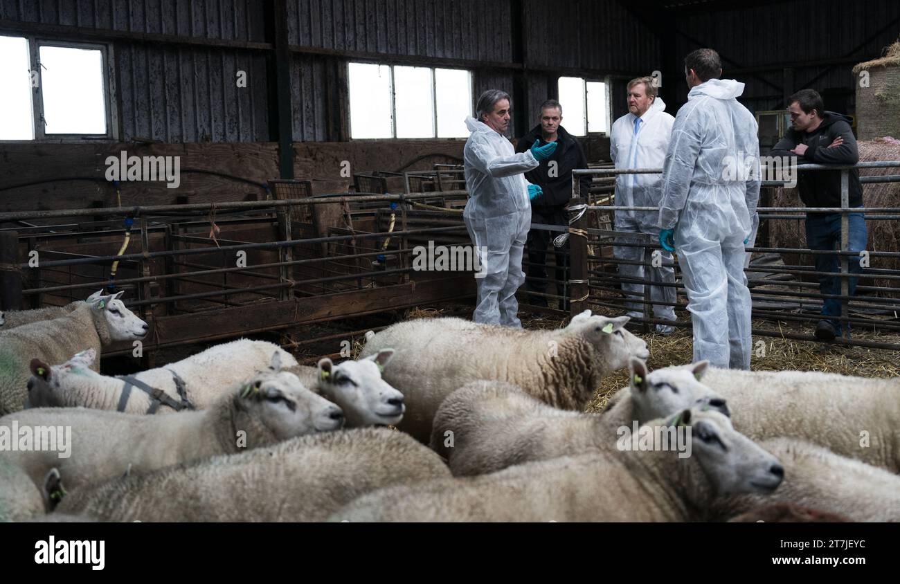 STOLWIJK - Re Willem-Alexander, insieme al Ministro uscente Piet Adema (Agricoltura, natura e qualità alimentare), visita un allevatore colpito dal virus della febbre catarrale degli ovini. Le aziende sono infettate dal virus della febbre catarrale degli ovini ogni giorno. ANP JEROEN JUMELET netherlands Out - belgium Out Foto Stock
