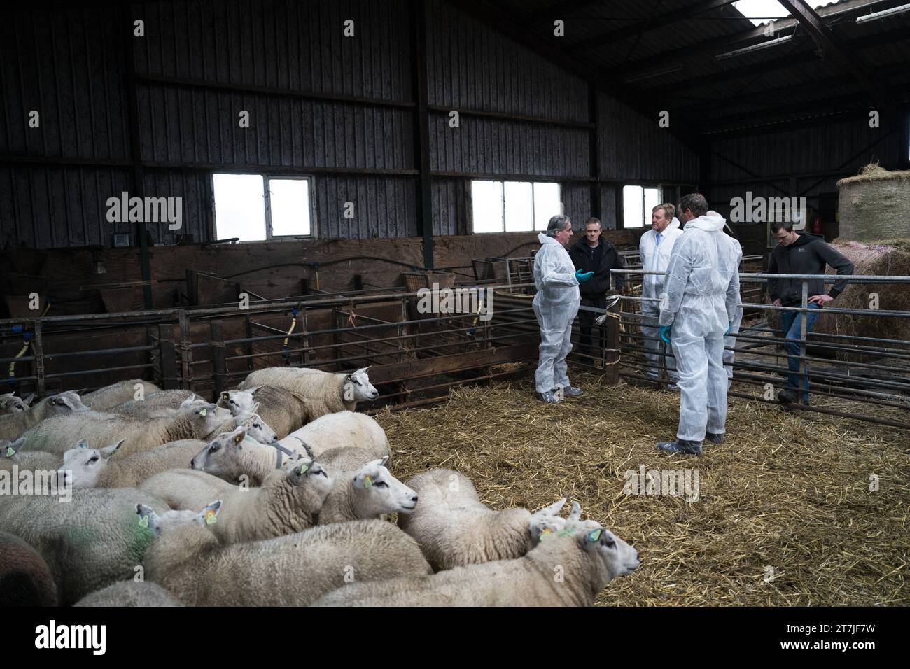 STOLWIJK - Re Willem-Alexander, insieme al Ministro uscente Piet Adema (Agricoltura, natura e qualità alimentare), visita un allevatore colpito dal virus della febbre catarrale degli ovini. Le aziende sono infettate dal virus della febbre catarrale degli ovini ogni giorno. ANP JEROEN JUMELET netherlands Out - belgium Out Foto Stock