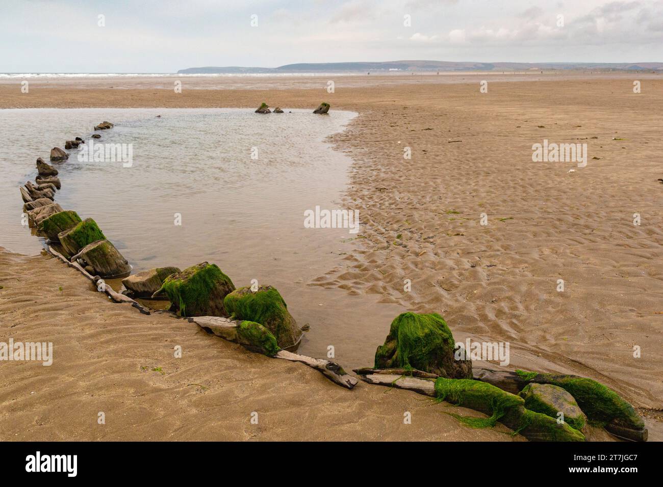 Dettaglio dei legnami marcienti su un lato di un Brigg Pollaca del XVIII secolo sepolto da sabbia con erba marina a Westward ho!.con nervature e dettagli di piantatura. Foto Stock