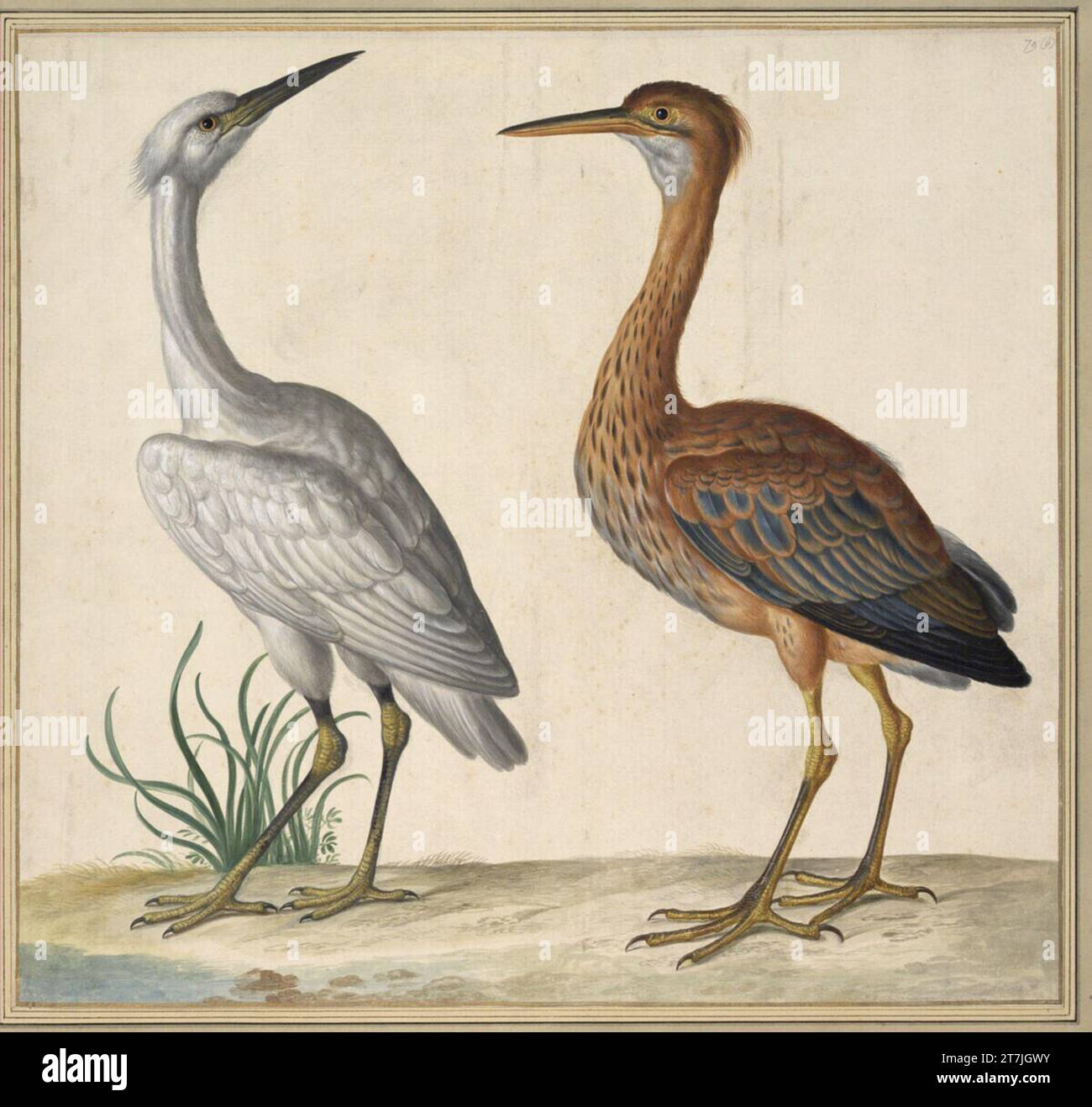 Johann Jakob Walther d. Ä. Ardea Alba. Un saggio Reyger. Botaurus Stellaris. Grande tubo dommel. '. Acquerello, colori delle copertine, inchiostro 1649 , 1649 Foto Stock