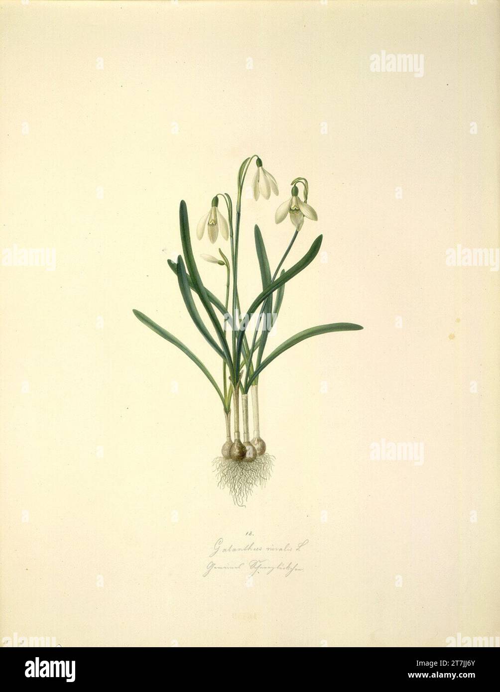 August Rokert Galanthus nivalis L - piccola goccia di neve. Acquerello 1835-1855 , 1835/1855 Foto Stock