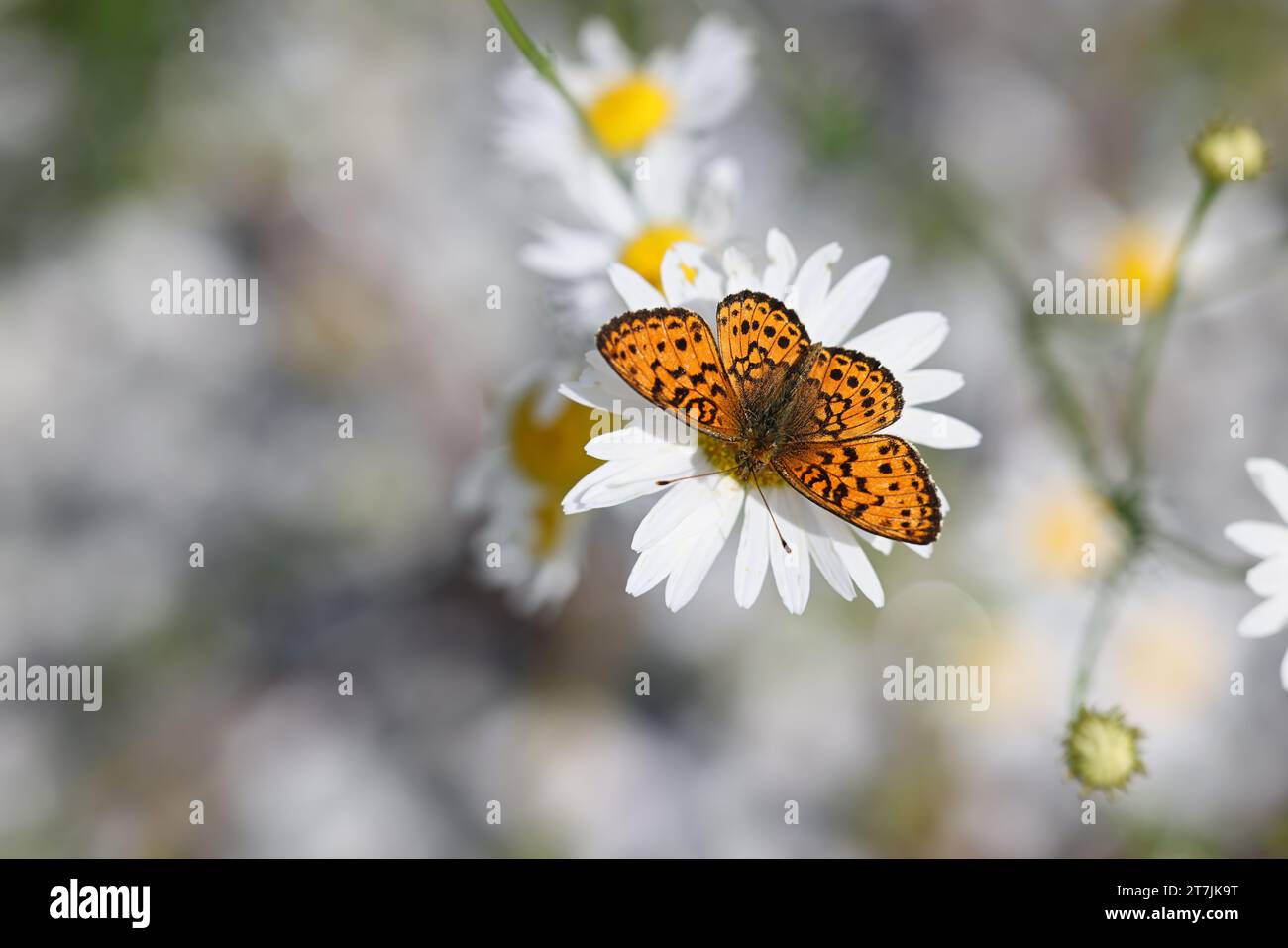 fritillaria minore marmorizzata, Brenthis ino, che si nutre di Oxeye Daisy, Leucanthemum vulgare Foto Stock