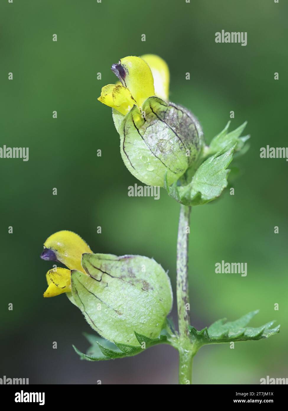 Rhinanthus angustifolius, comunemente noto come Rattle a foglie strette o Greater Yellow-Rattle, fiore selvatico finlandese Foto Stock