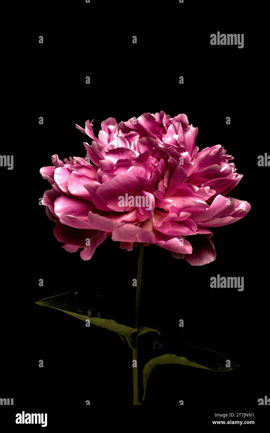 Peonia rosa Foto Stock