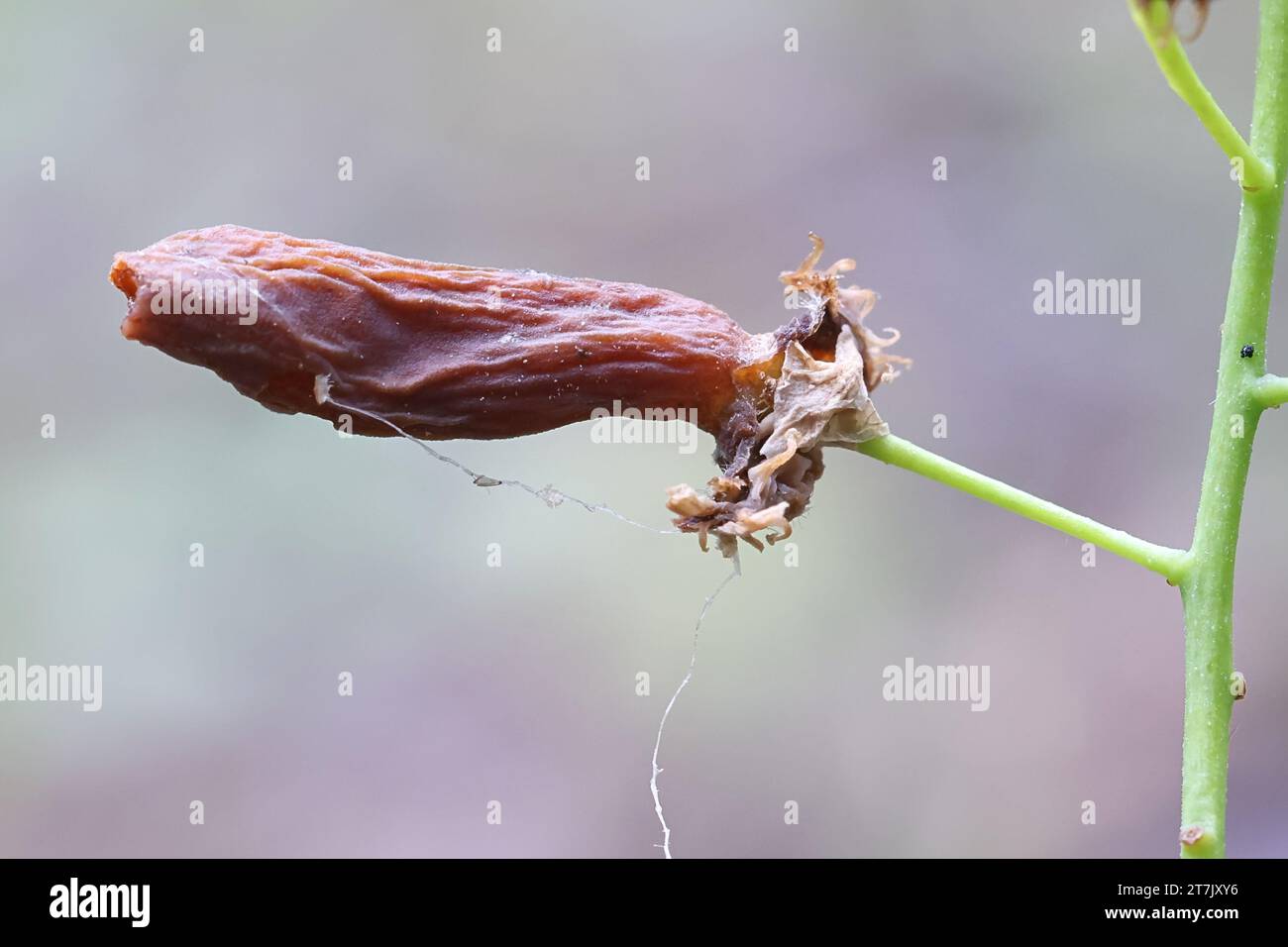 Taphrina padi è un agente patogeno della pianta fungina che induce la forma di sacca prugna sulla ciliegia degli uccelli, Prunus padus Foto Stock