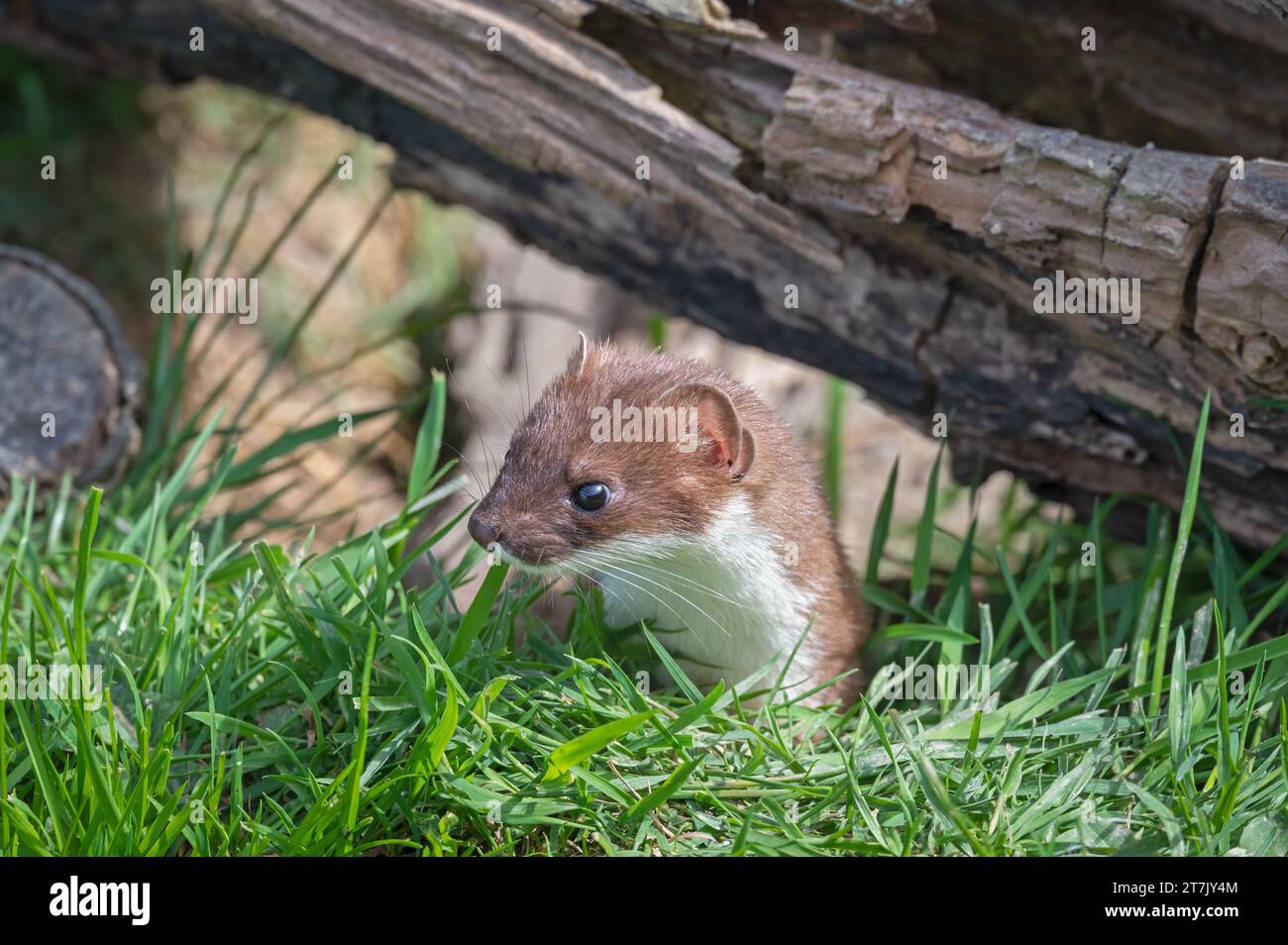 Un Ermine eurasiatico (Mustela Erminea) che esplora il suo recinto presso il British Wildlife Centre, Lingfield, Surrey, Inghilterra, Regno Unito Foto Stock