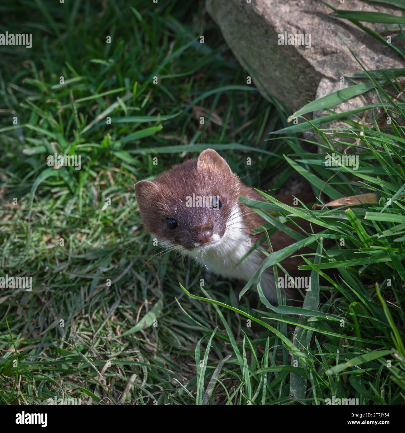 Un Ermine eurasiatico (Mustela Erminea) che esplora il suo recinto presso il British Wildlife Centre, Lingfield, Surrey, Inghilterra, Regno Unito Foto Stock