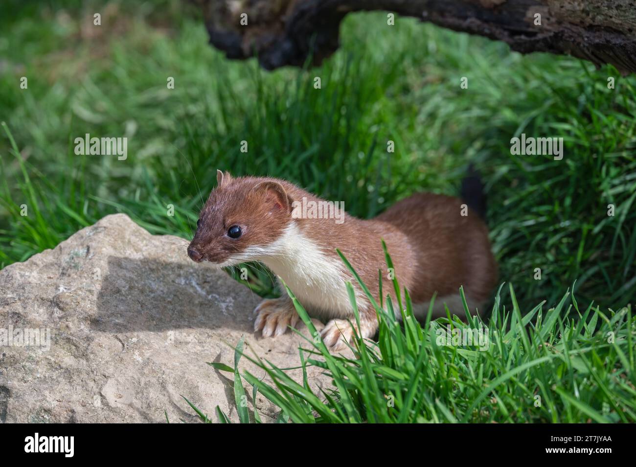 Un Ermine eurasiatico (Mustela Erminea) che esplora il suo recinto presso il British Wildlife Centre, Lingfield, Surrey, Inghilterra, Regno Unito Foto Stock