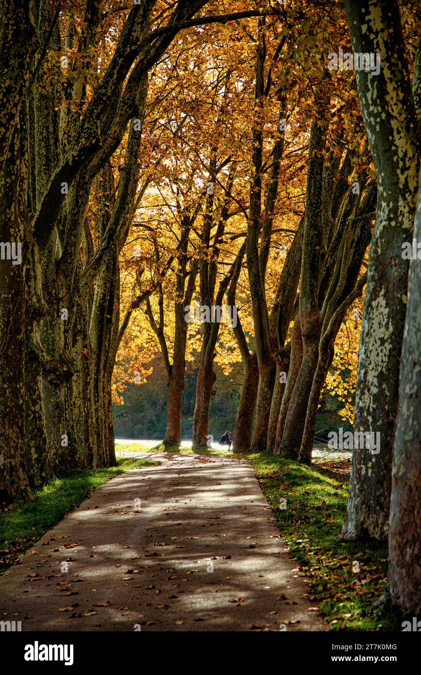 un pêcheur à la ligne sur les berges du Canal du Midi par un matin d'automne un pescatore sulle rive del Canal du Midi in un autunno soleggiato Foto Stock