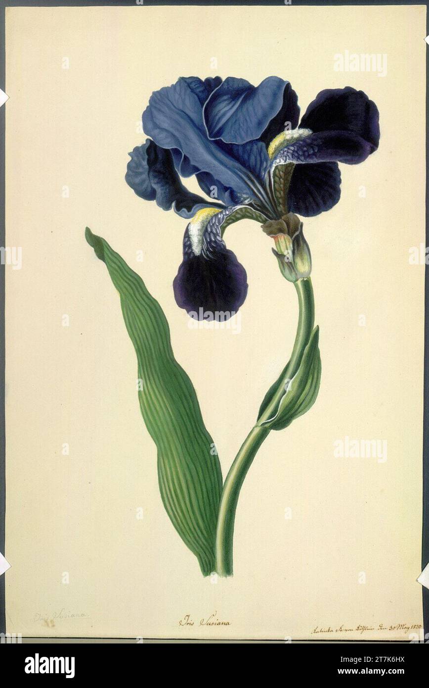 Katharina Freiin von Röthlein Louisiana-Iris. Acquerello 1820 , 1820 Foto Stock