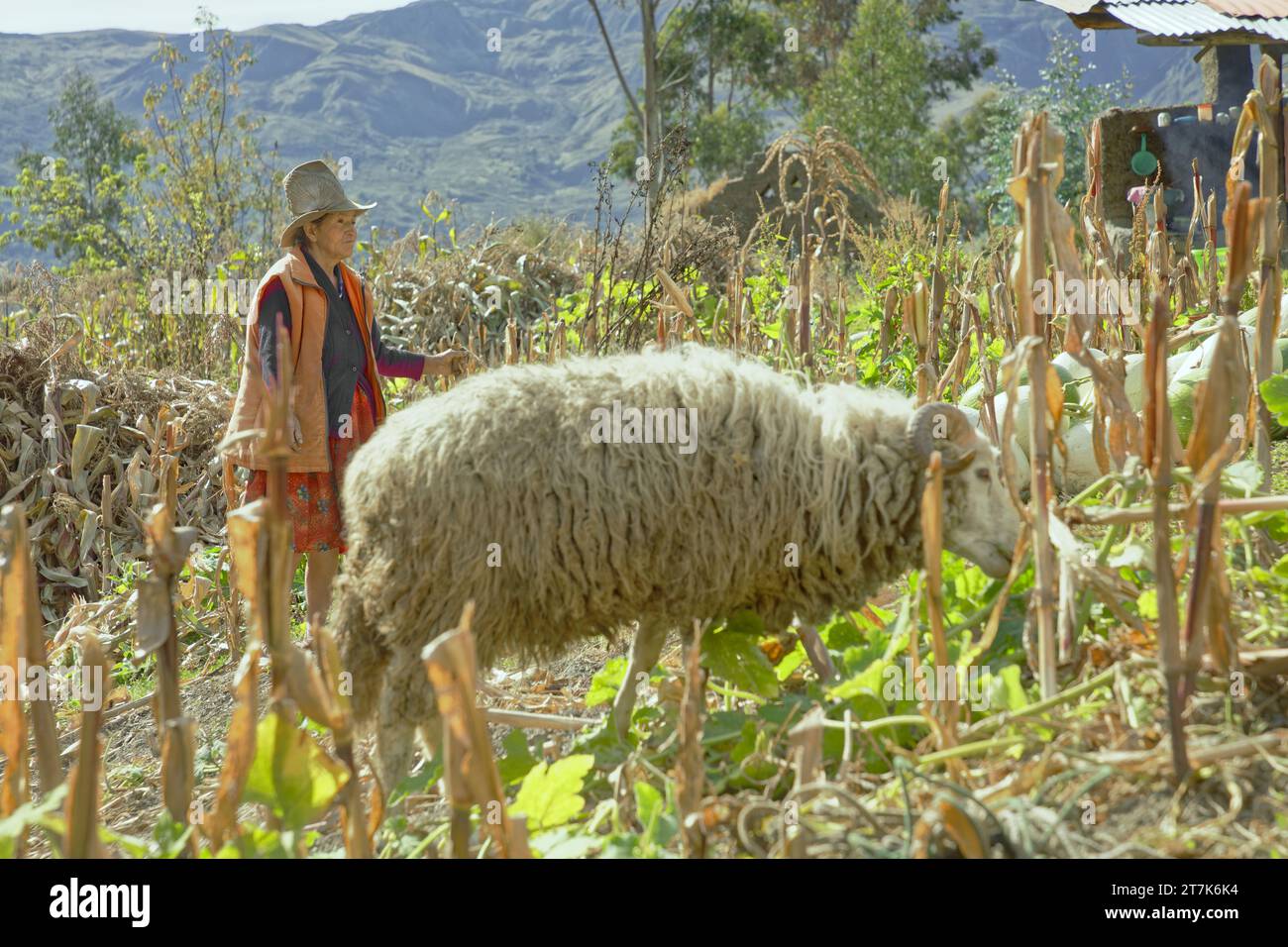 Donne quechua, Chacas, Cordillea Blanca, Ancash, Perù Foto Stock