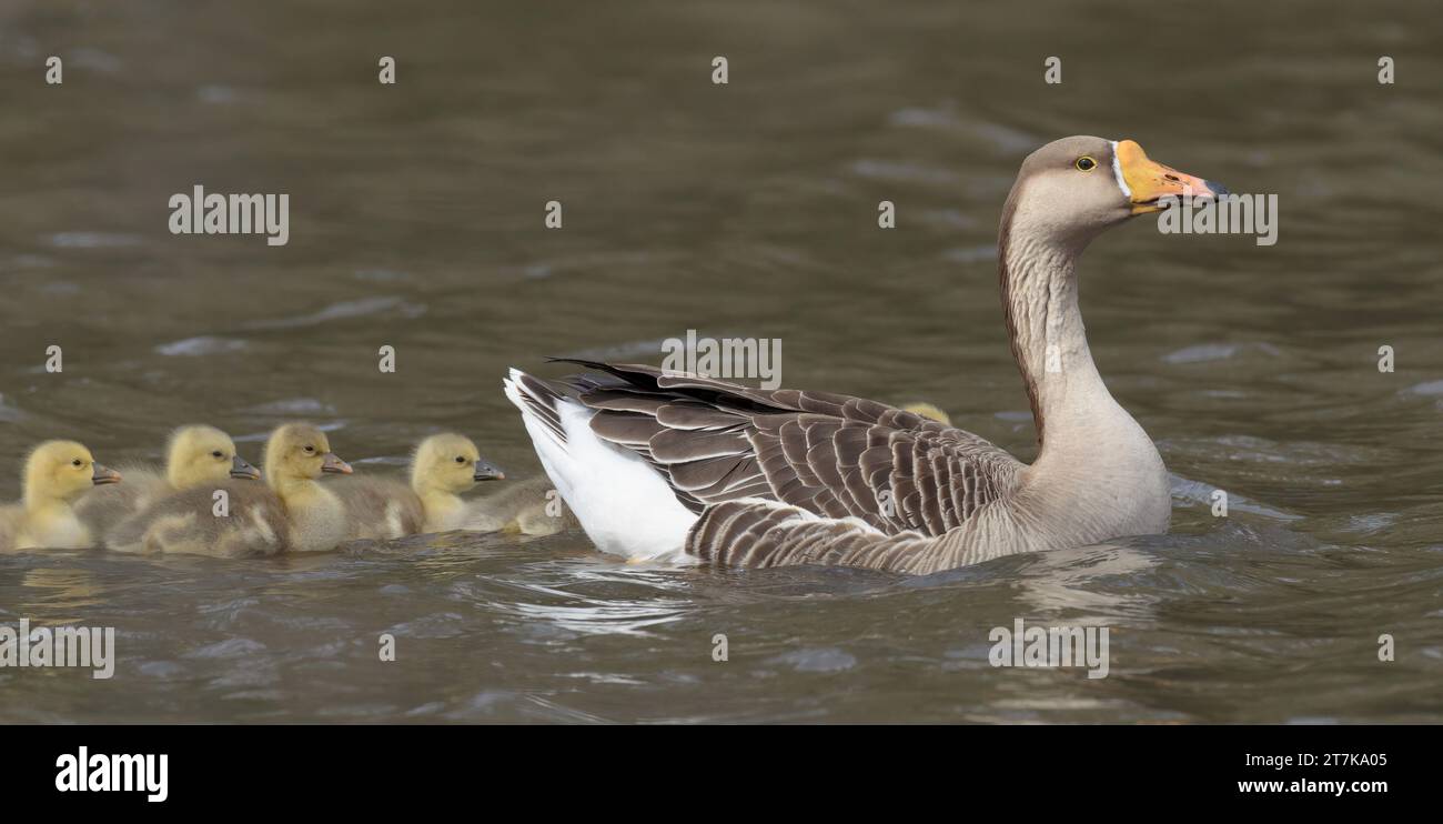 Oca grigia adulta che porta quattro giovani a fare una nuotata nello stagno locale Foto Stock