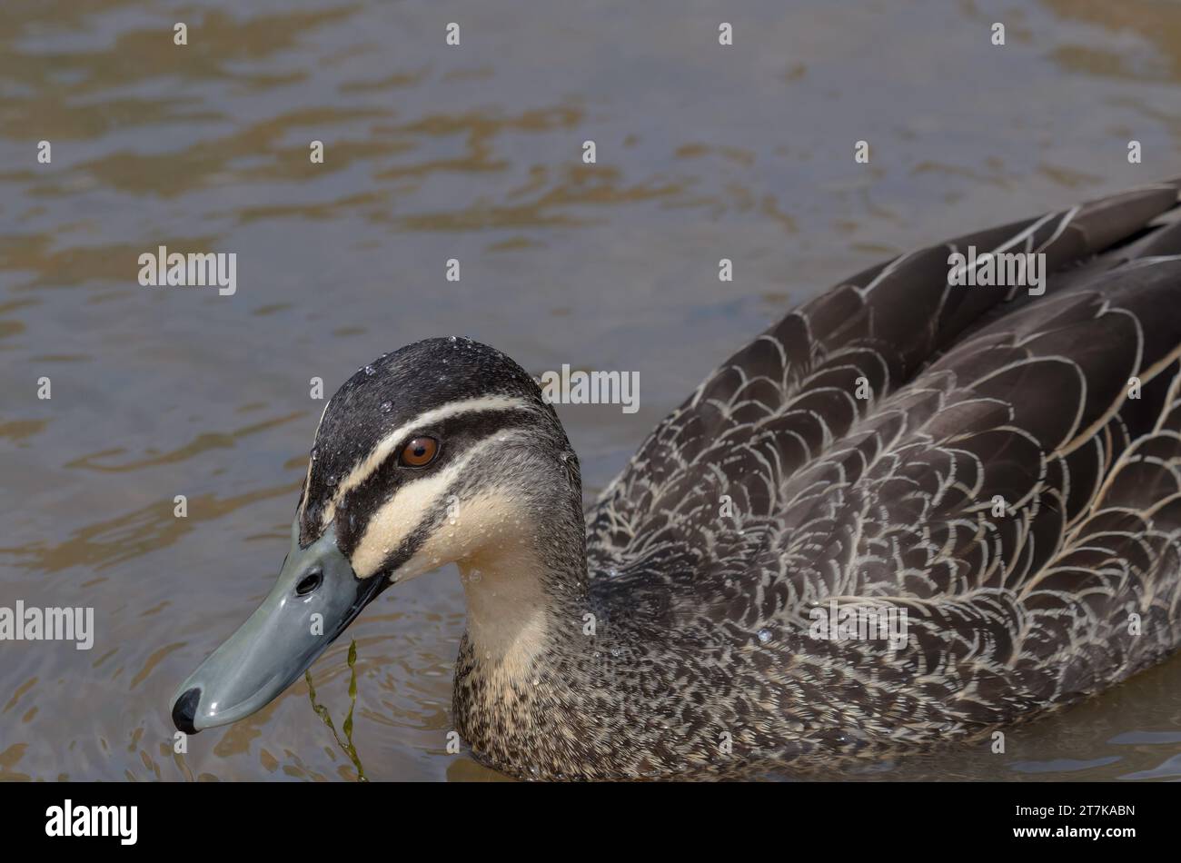 L'anatra nera del Pacifico nuota in una diga e guarda la macchina fotografica Foto Stock