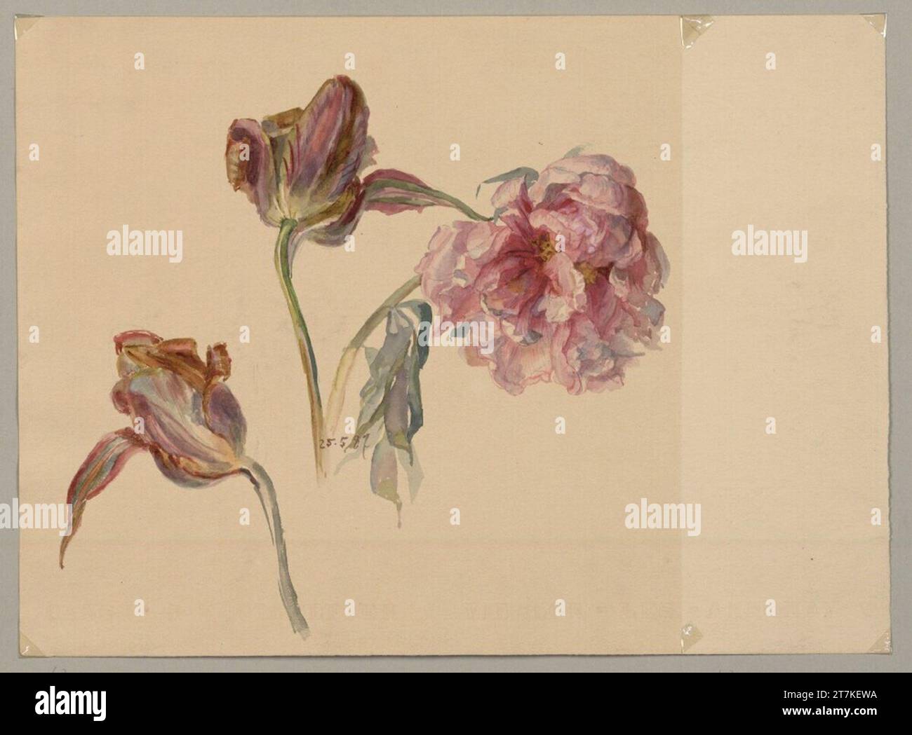 Marie Lippert-Hoerner Tulips e peonia. Designazione matita, acquerello 1887 , 1887 Foto Stock