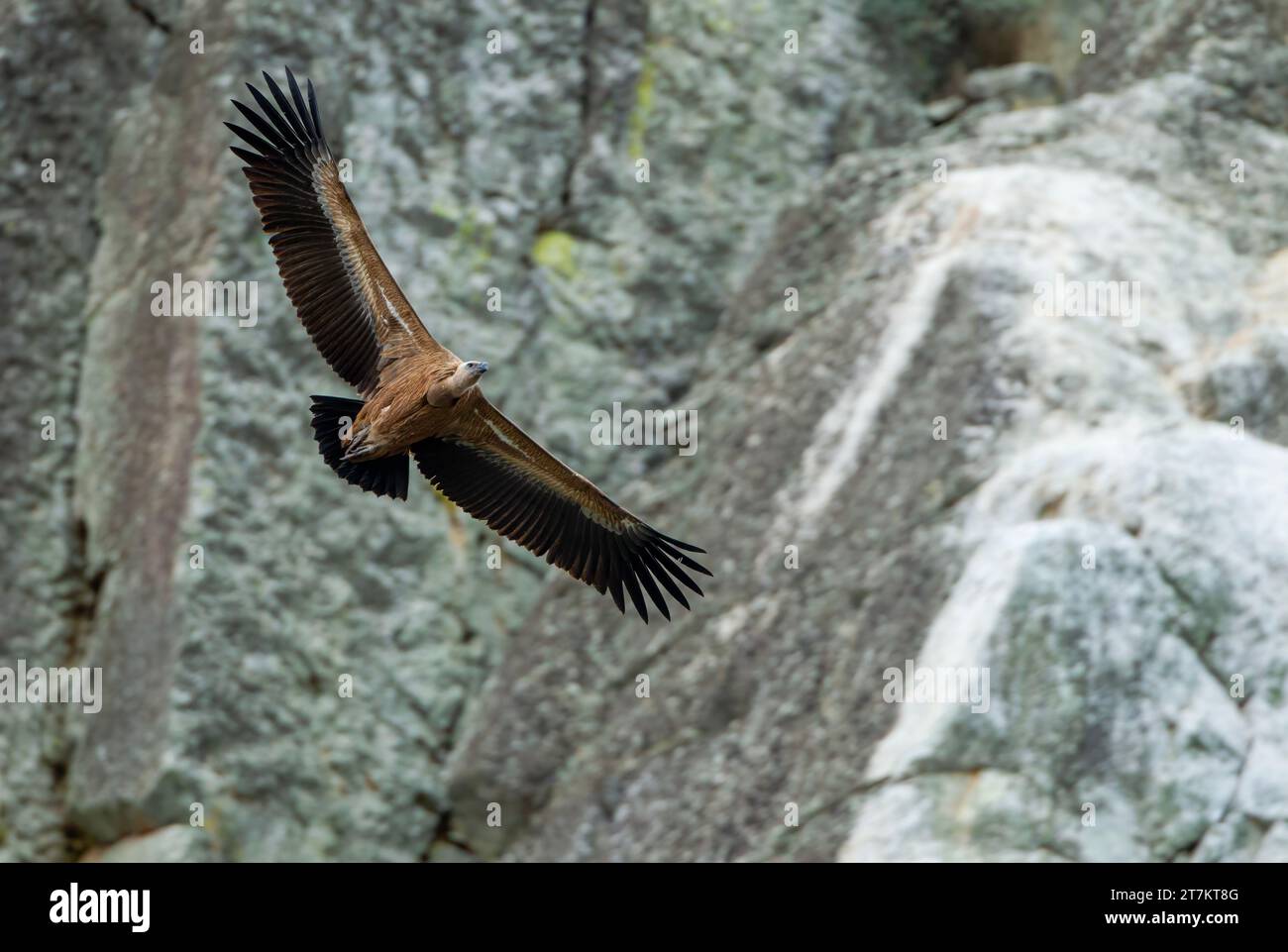 Griffin Vulture in volo Foto Stock