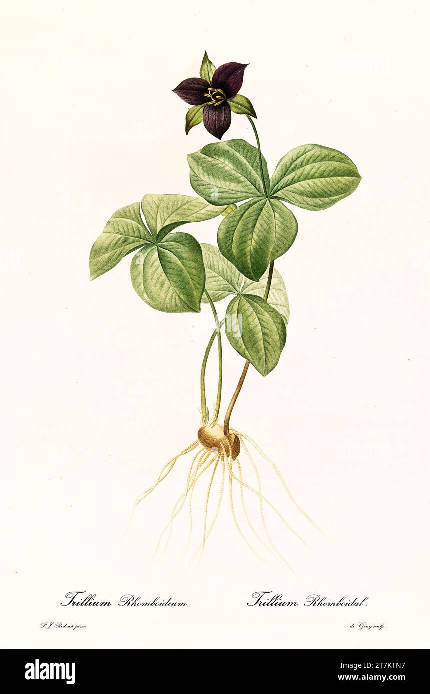 Trillium rosso (Trillium erectum), incisione botanica colorata a mano, verticale, Parigi 1805-1816, con bulbo, radici, foglie e fiore viola scuro Foto Stock