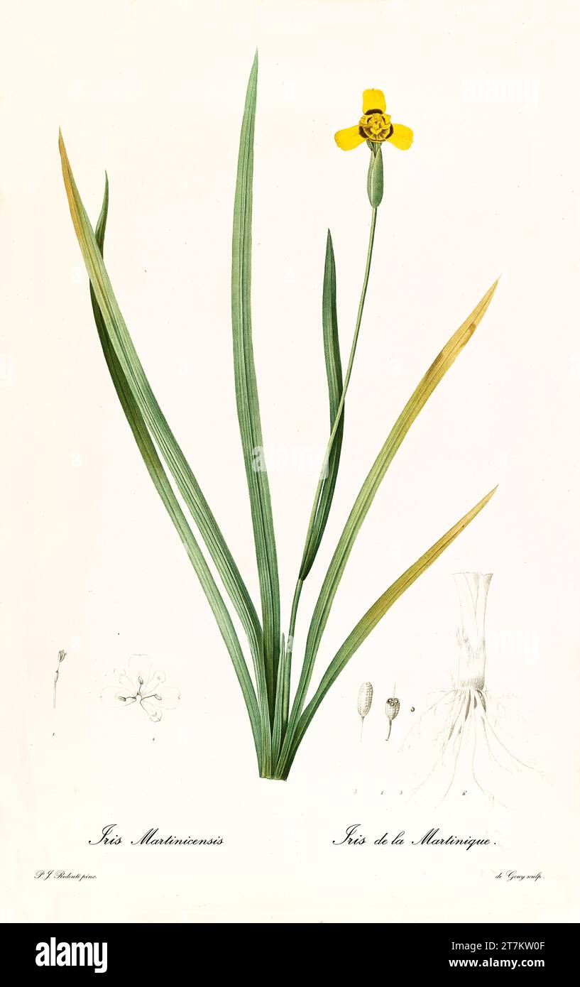 Martinica Trimezia (Trimezia martinicensis), incisione botanica colorata a mano, verticale, fiore giallo, Parigi 1805-1816 Foto Stock