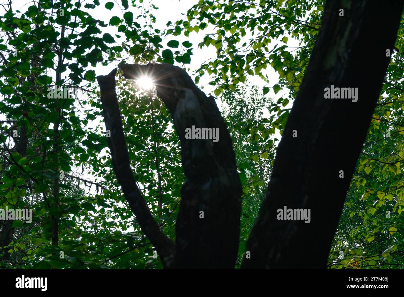 Resti di un albero secco e morti rovesciato radici grigie. Vecchi alberi di radici asciutti si sono rivelati dalla terra Foto Stock