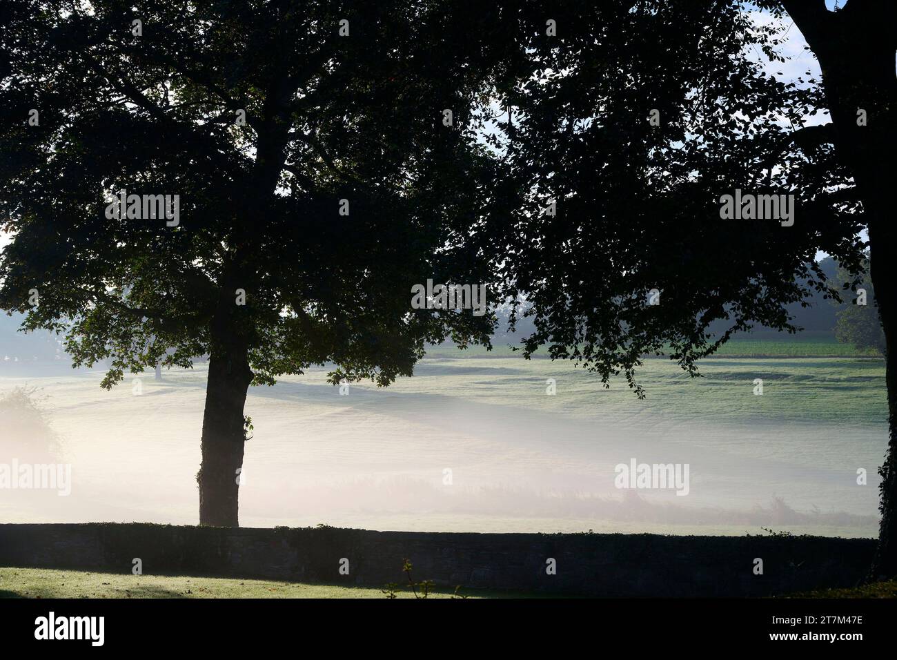 Inversione della nebbia sul parco in una mattina autunnale, Womersley, North Yorkshire, Northern England, UK Foto Stock