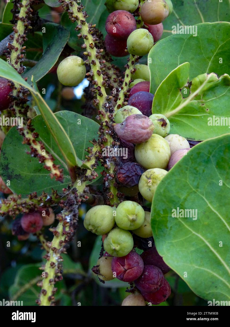 Ritratto naturale ravvicinato della pianta di Coccoloba uvifera, uva di mare. Cibo gustoso e ingannevolmente utile, tollerante all'aria di mare Foto Stock