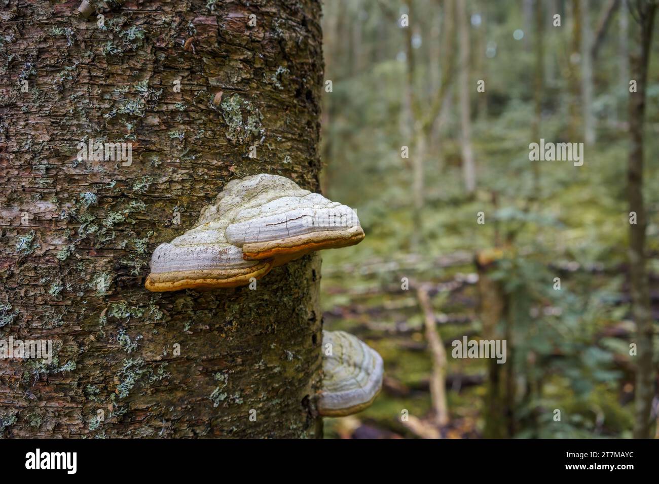 Fungo dello zoccolo o fungo del tinder (Fomes fomentarius), primo piano sul tronco dell'albero. Foto Stock