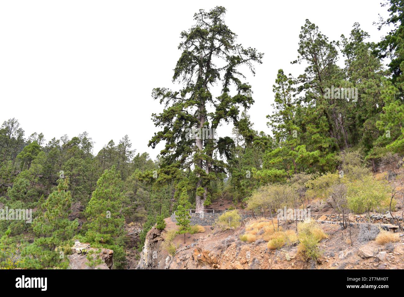 Pino de las dos pernadas è un pino delle Isole Canarie (Pinus canariensis). Questa foto è stata scattata a Vilaflor de Chasna, Tenerife, Isole Canarie, Foto Stock
