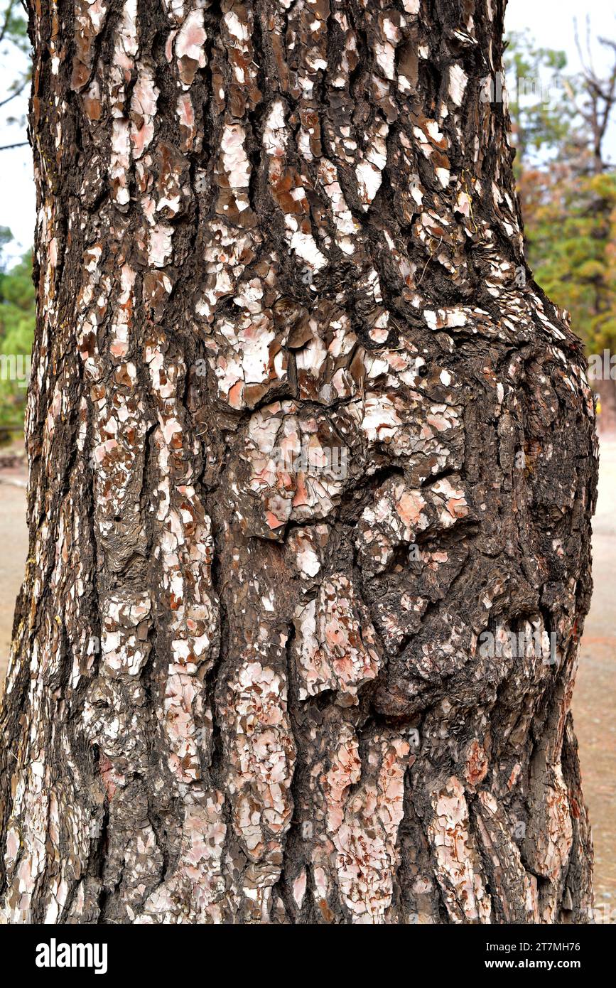 Tronco di pino delle Isole Canarie (Pinus canariensis). Questa foto è stata scattata a Las Lajas, Vilaflor de Chasna, Tenerife, Isole Canarie, Spagna. Foto Stock