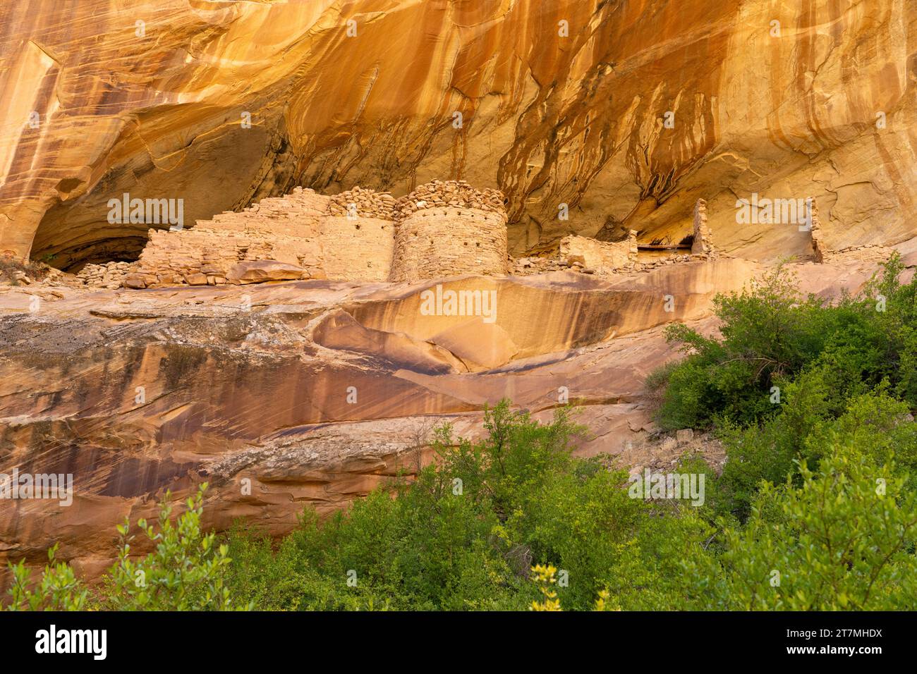 Monarch Cave Ruins, un'antica scogliera puebloana che dimora in un canyon laterale di Butler Wash, Bears Ears National Monument, Utah. Foto Stock