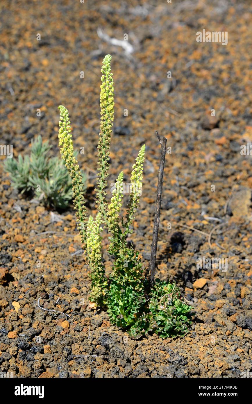 Il razzo di Dyer (Reseda luteola) è un'erba annuale originaria dell'Europa, dell'Africa settentrionale e dell'Asia occidentale. È stato usato come una pianta colorante (gialla). Questa foto è stata Foto Stock