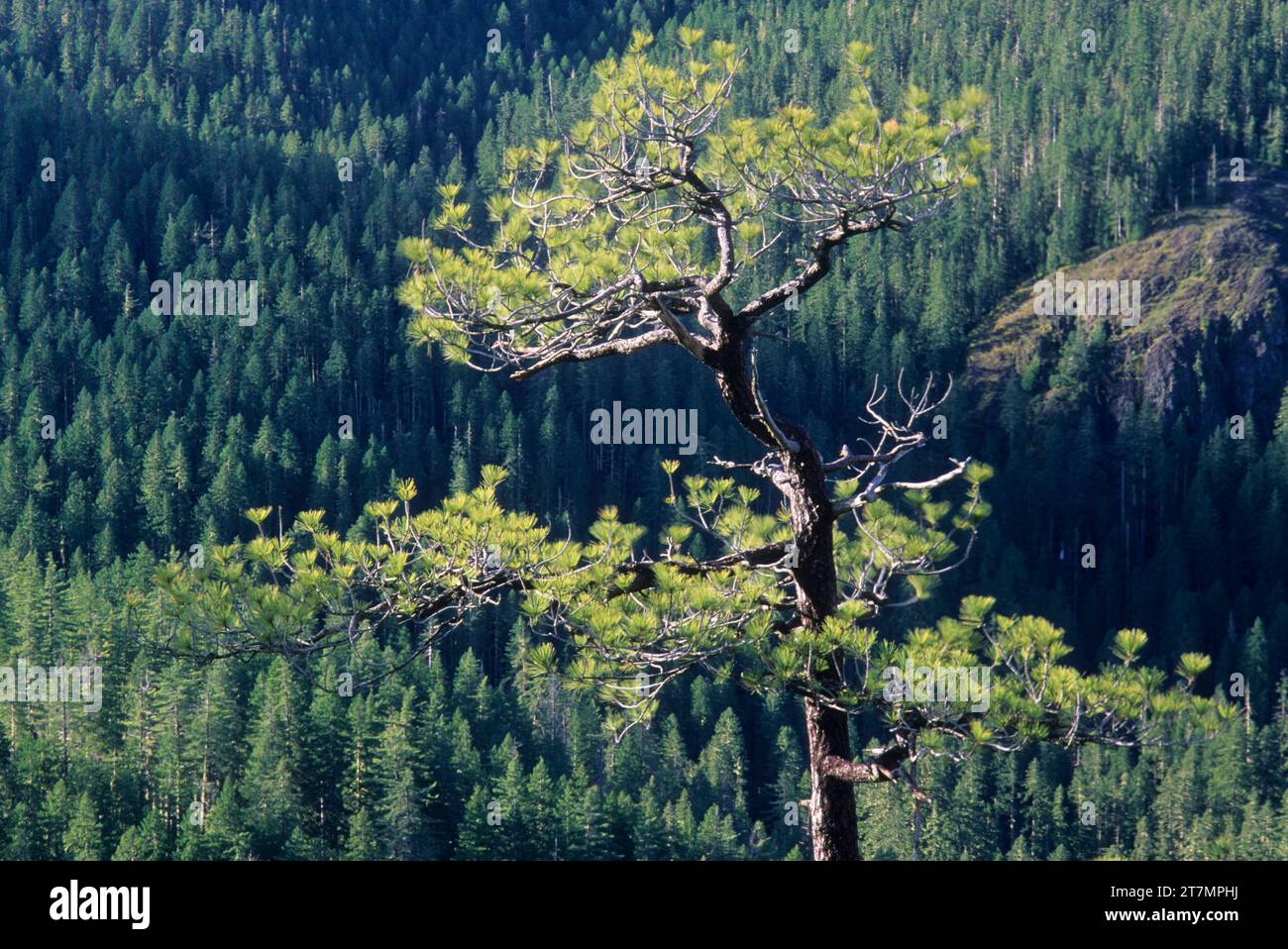 Pine nell'area di Whetstone Butte, Kalmiopsis Wilderness, Siskiyou National Forest, Oregon Foto Stock