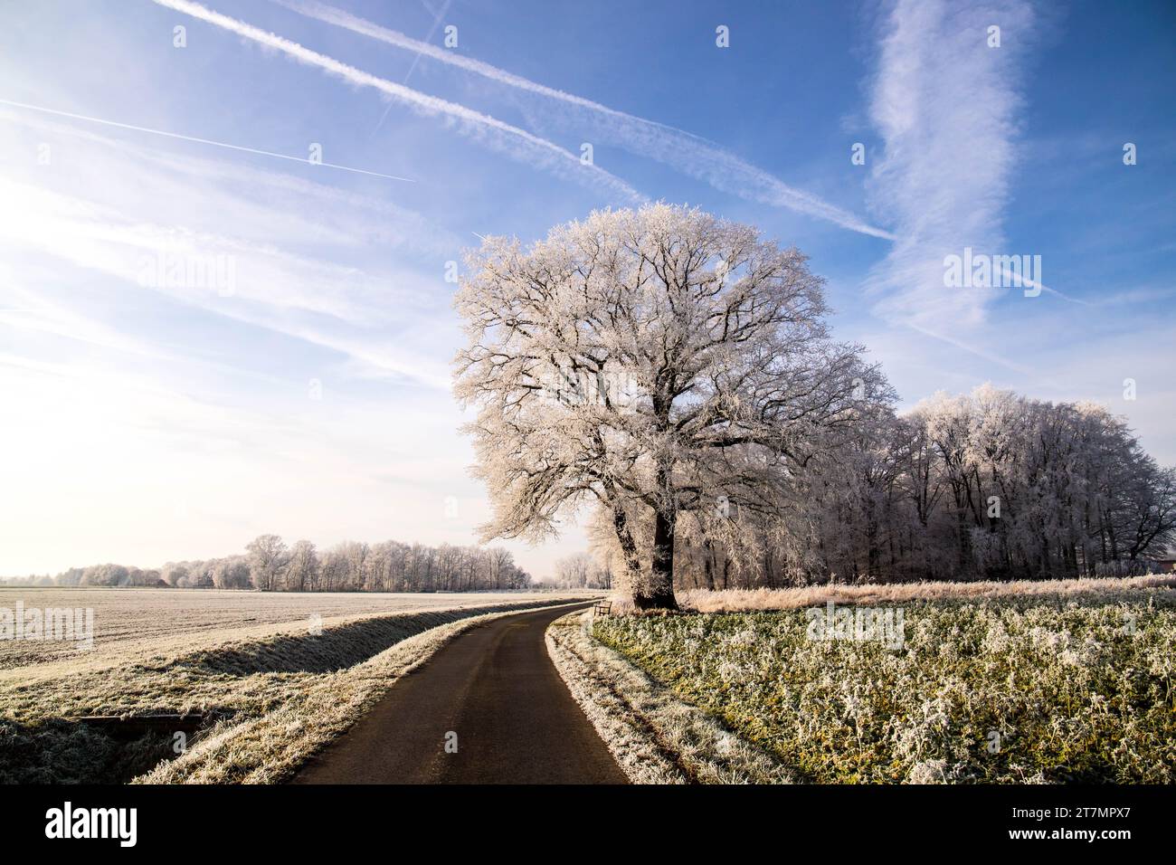 Winterlandschaft mit Eis, Schnee und frostigen Weißen Bäumen Foto Stock