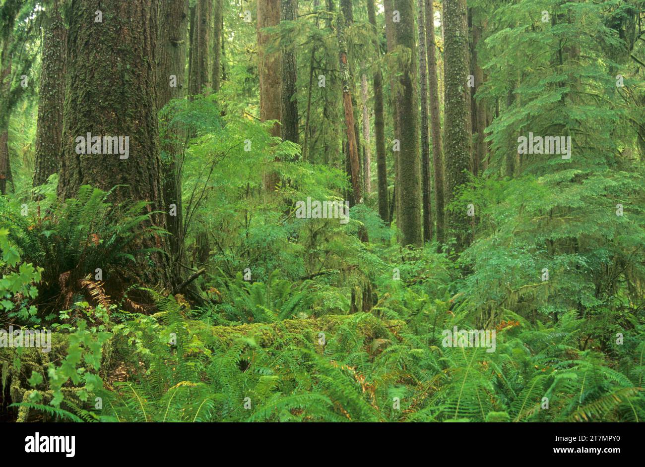 Antica foresta, Kentucky cade speciale area di interesse, Siuslaw National Forest, Oregon Foto Stock