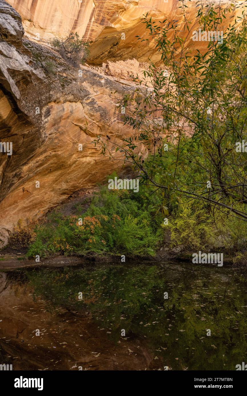 Monarch Cave Ruins, un'antica scogliera puebloana che dimora in un canyon laterale di Butler Wash, Bears Ears National Monument, Utah. Foto Stock