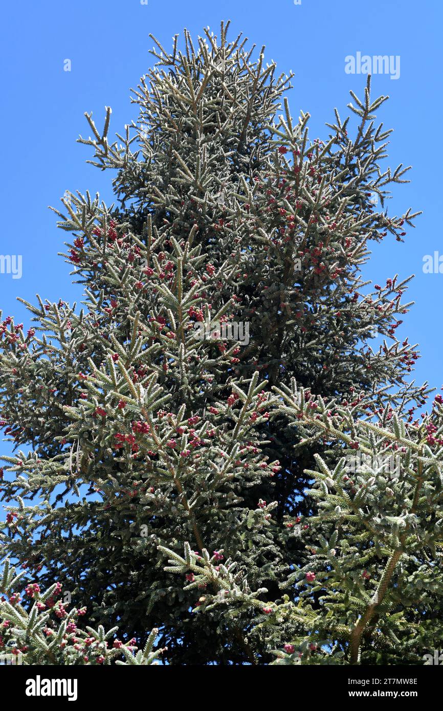 Abete spagnolo o pinsapo (Abies pinsapo) albero sempreverde endemico delle montagne di Cadice e Malaga. Campione fiorito. Questa foto è stata scattata a Los Lajares Foto Stock